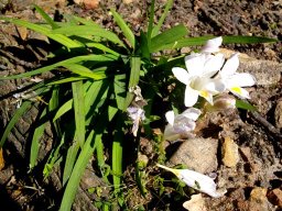 Freesia leichtlinii subsp. alba