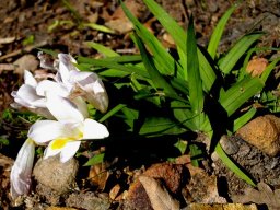 Freesia leichtlinii subsp. alba flowers