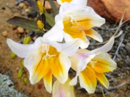 Freesia occidentalis