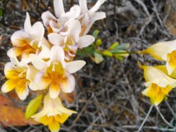 Freesia occidentalis flowers