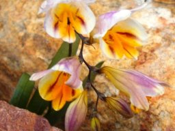Freesia occidentalis colour variety