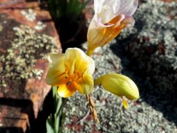 Freesia occidentalis that rocks