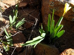 Freesia occidentalis safety in numbers