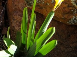Freesia occidentalis leaves