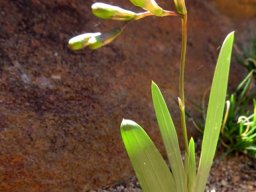 Freesia occidentalis buds