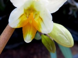 Freesia occidentalis formal greeting