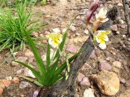 Freesia refracta