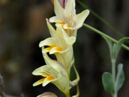 Freesia refracta flowers