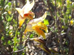 Freesia refracta inflorescence