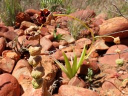 Freesia refracta fruit and seed