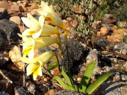 Freesia speciosa