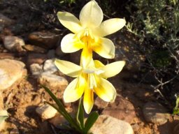 Freesia speciosa flowers
