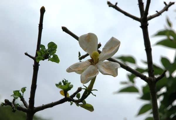 Gardenia cornuta flower