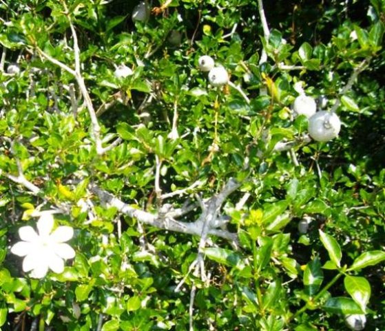 Gardenia thunbergia