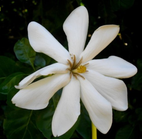 Gardenia thunbergia that cant count