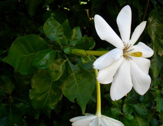 Gardenia thunbergia corolla tubes