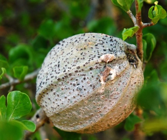 Gardenia volkensii subsp. volkensii fruit