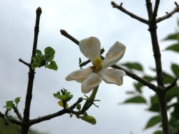 Gardenia cornuta flower