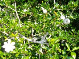 Gardenia thunbergia