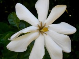 Gardenia thunbergia that cant count