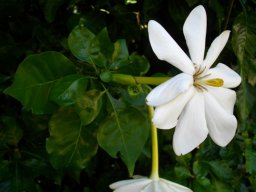 Gardenia thunbergia corolla tubes