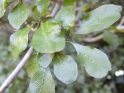 Gardenia thunbergia leaves