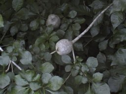 Gardenia thunbergia fruit