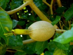 Gardenia thunbergia fruit and calyx