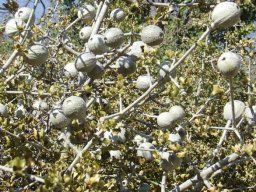 Gardenia volkensii in fruit in Gauteng in June