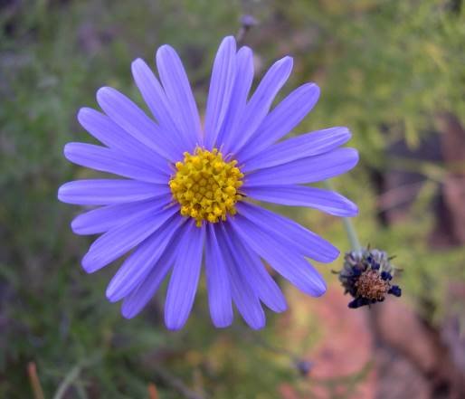 Garuleum bipinnatum flowerhead