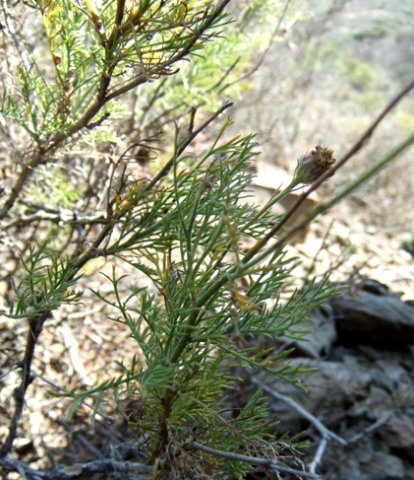 Garuleum bipinnatum stems
