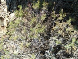 Garuleum bipinnatum