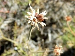 Garuleum bipinnatum seeds departing