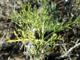 Garuleum bipinnatum leaves