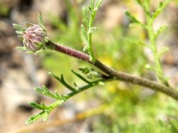 Garuleum bipinnatum flowerhead budding
