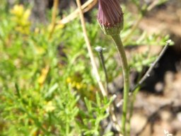 Garuleum bipinnatum flowerhead closed