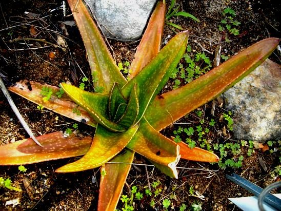 Gasteria acinacifolia