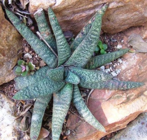 Gasteria batesiana in the Walter Sisulu National Botanical Garden