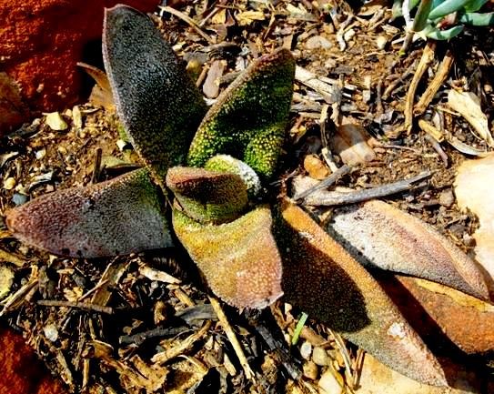 Gasteria batesiana var. batesiana