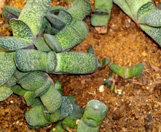 Gasteria brachyphylla var. bayeri