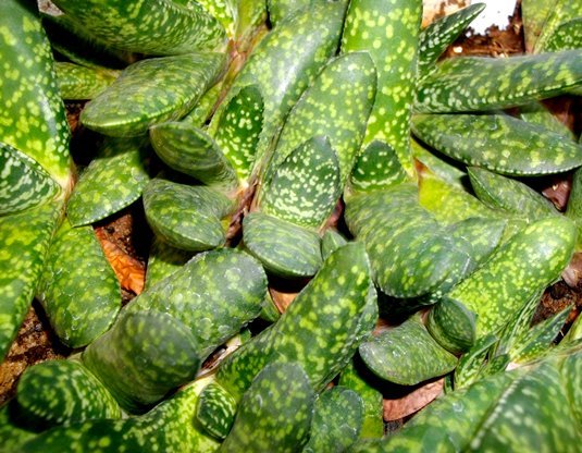 Gasteria brachyphylla var. brachyphylla