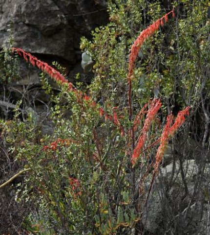 Gasteria brachyphylla var. brachyphylla panicle