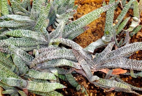 Gasteria carinata var. verrucosa