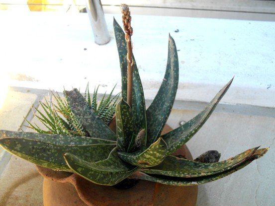 Gasteria croucheri