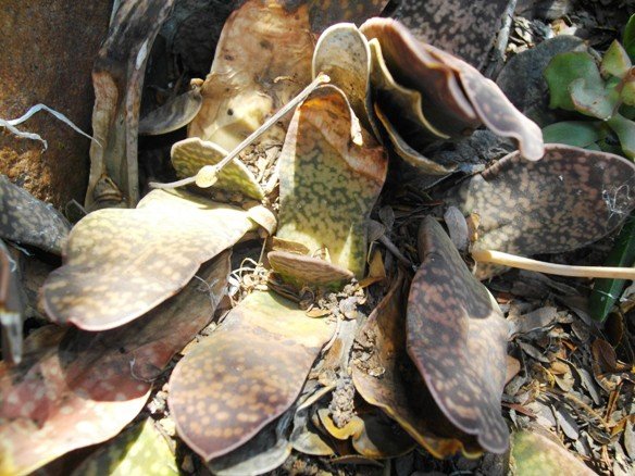 Gasteria disticha
