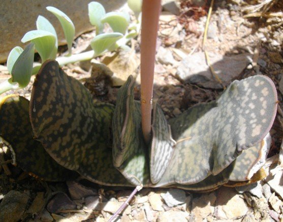 Gasteria disticha