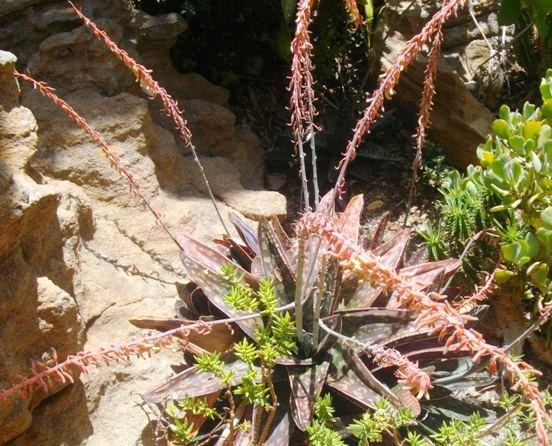Gasteria excelsa