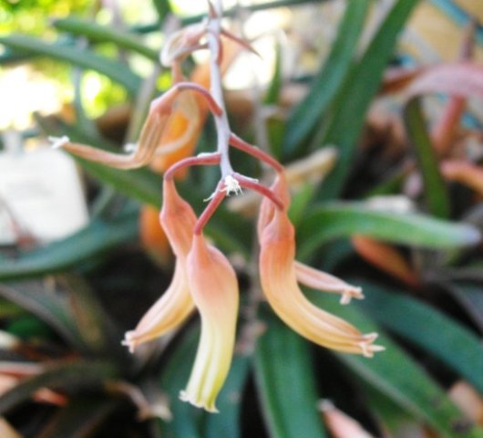 Gasteria pendulifolia