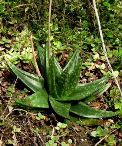Gasteria polita 