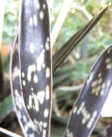 Gasteria pulchra leaves